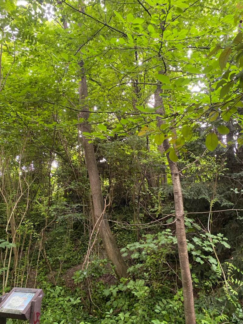walking near me in La coulée verte in spring