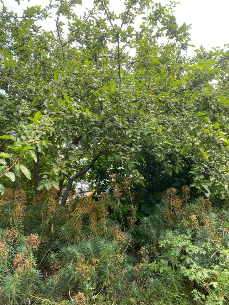 walking near me in Parc Communal Caillebotte in summer