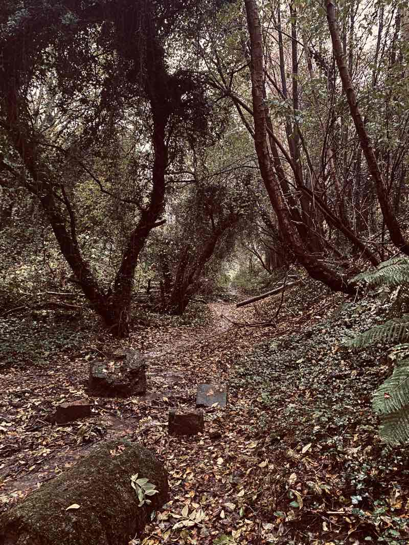 walking near me in Wepre Park in winter
