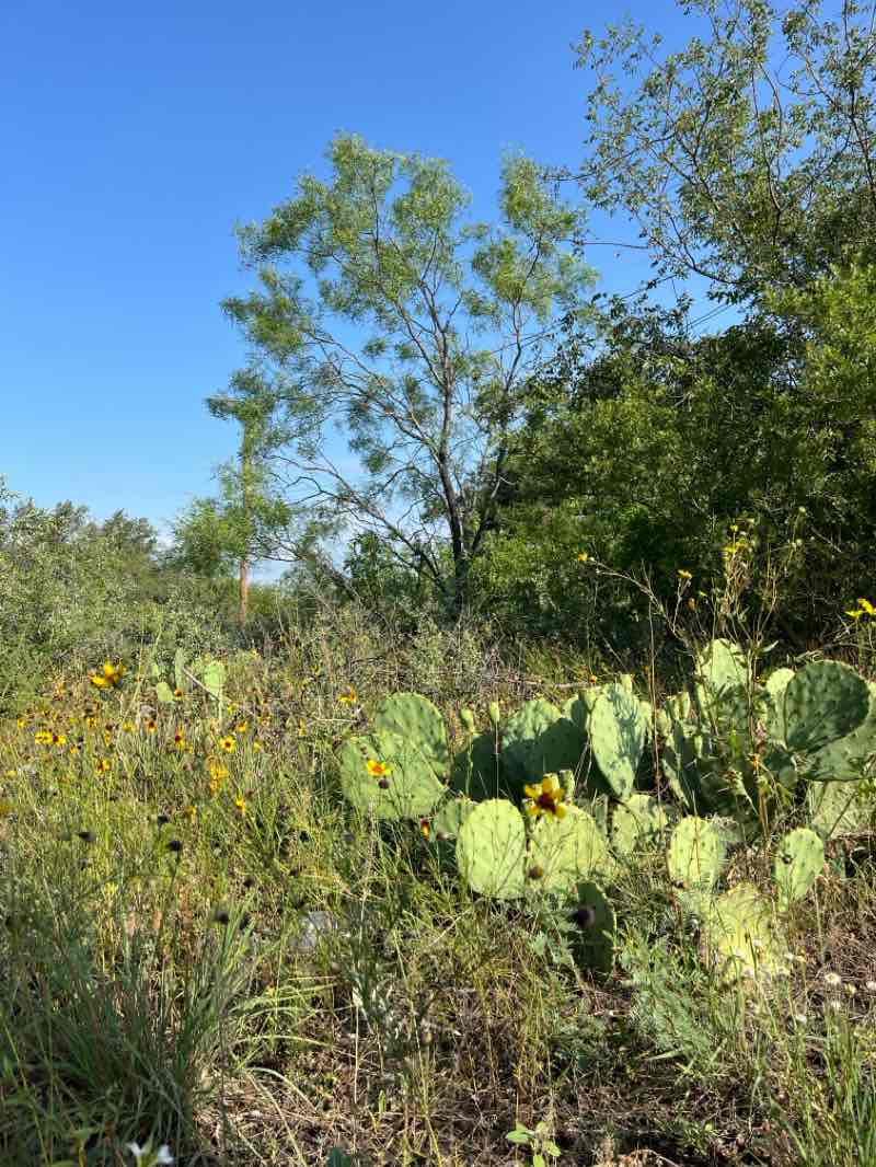 walking near me in Menard River Park in winter