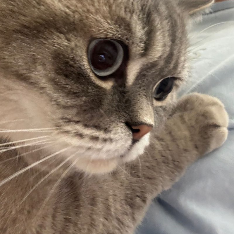 Срущий Медведь