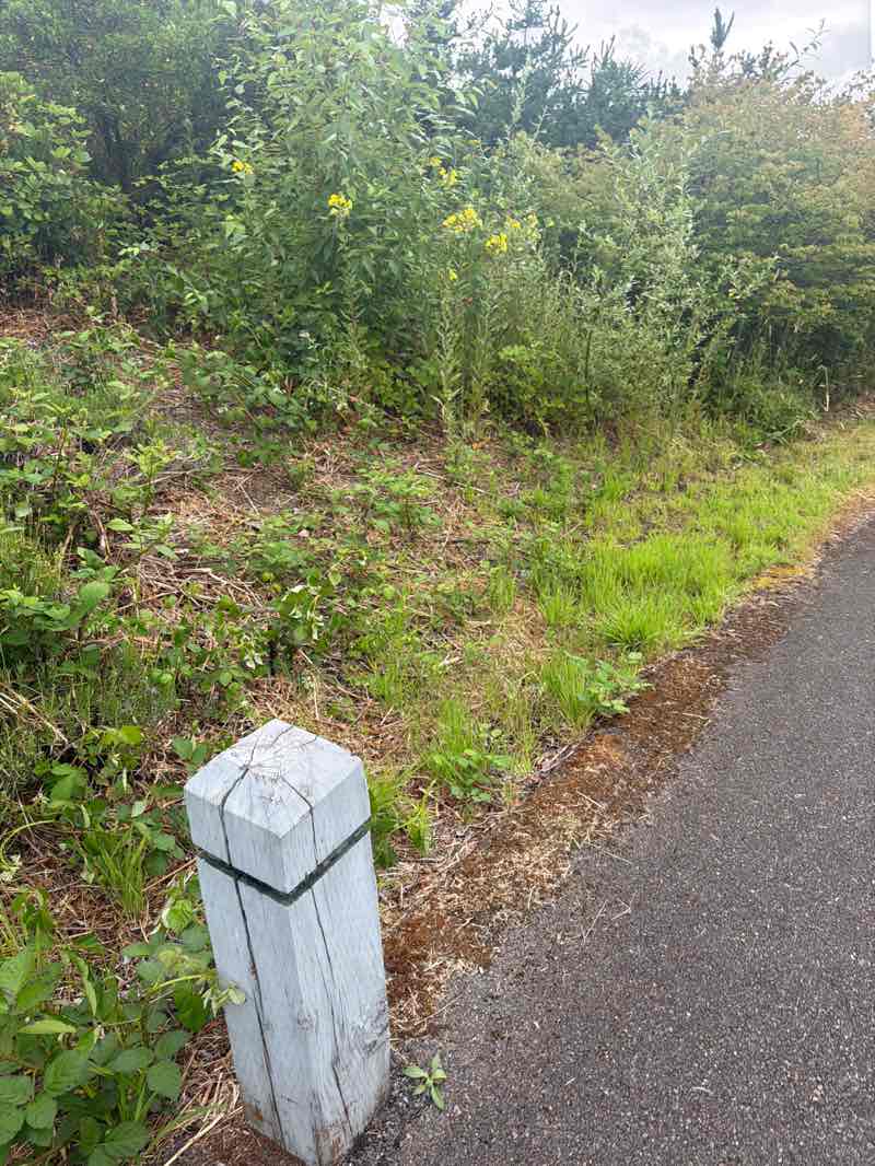 walking near me in Dorothy Bothell Park in summer
