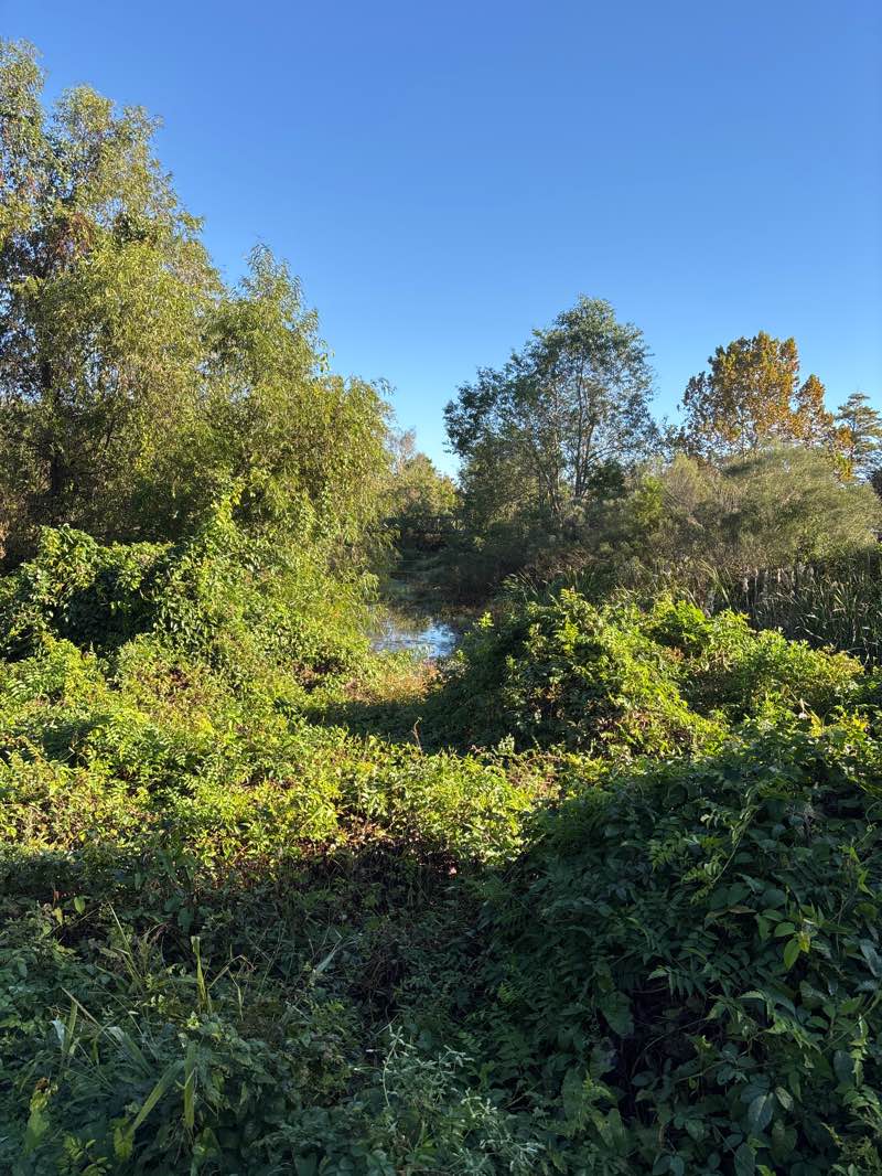 walking near me in Brechtel Park in autumn