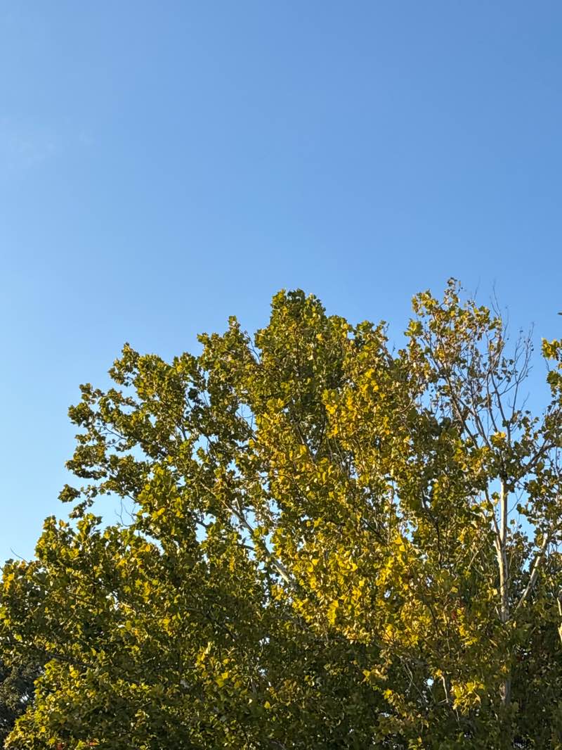 walking near me in New Orleans Naval Air Support Recreation Area in autumn