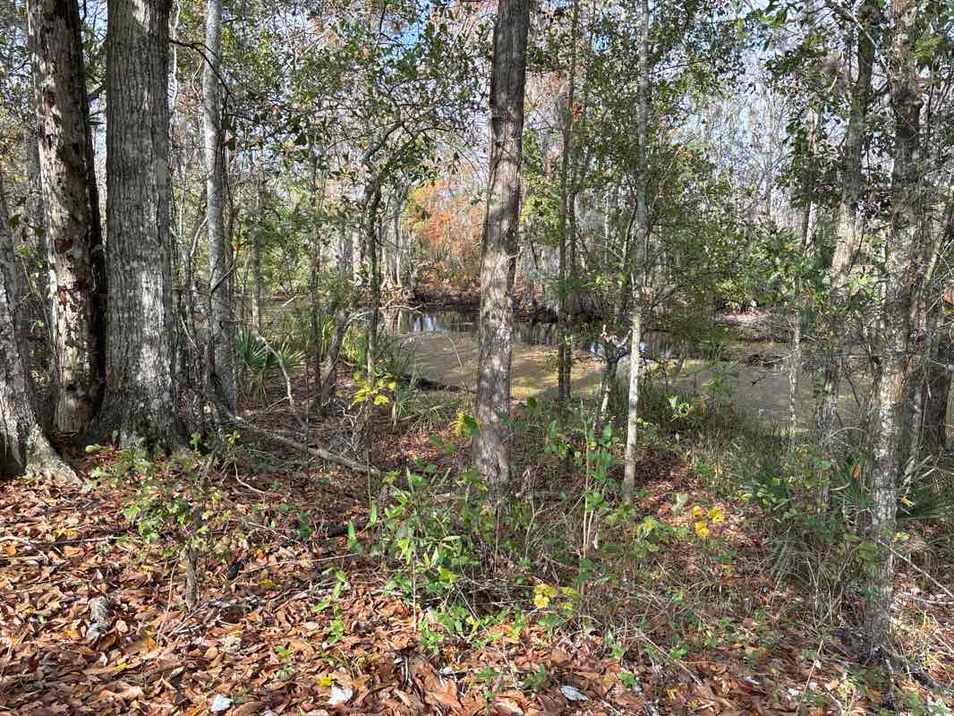 walking near me in Jean Lafitte Barataria Preserve Trails in winter