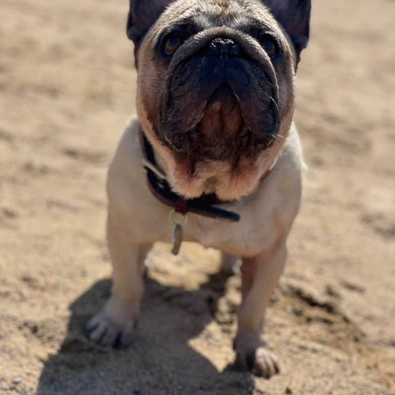 Natali🤍💙❤️🌷🐶 post 2