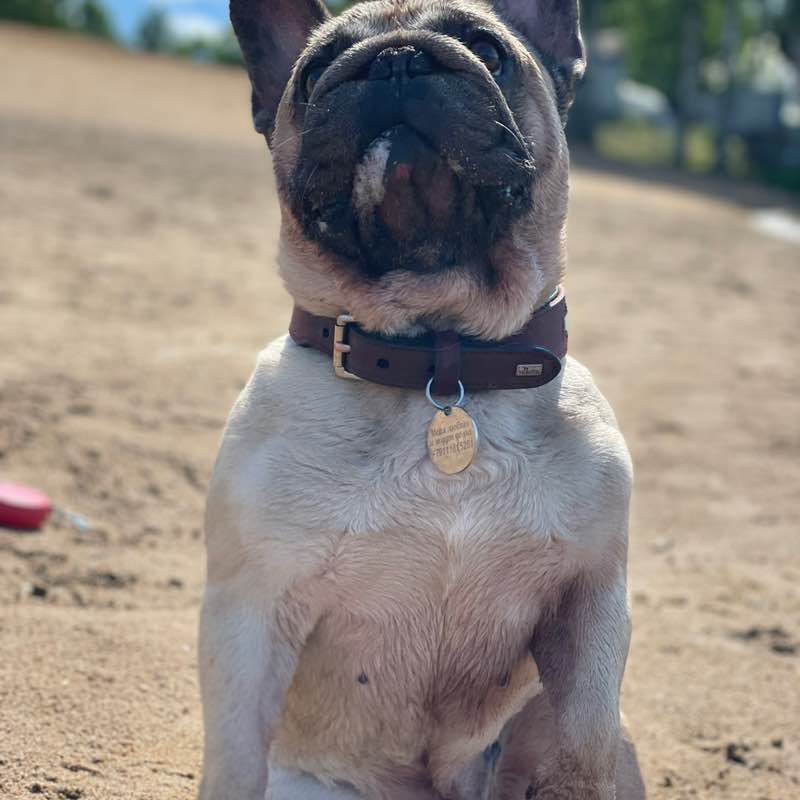 Natali🤍💙❤️🌷🐶 post 3