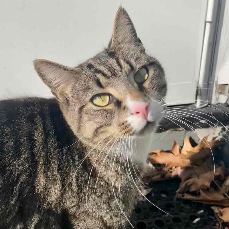 Mary Doughty Dwyer post 1