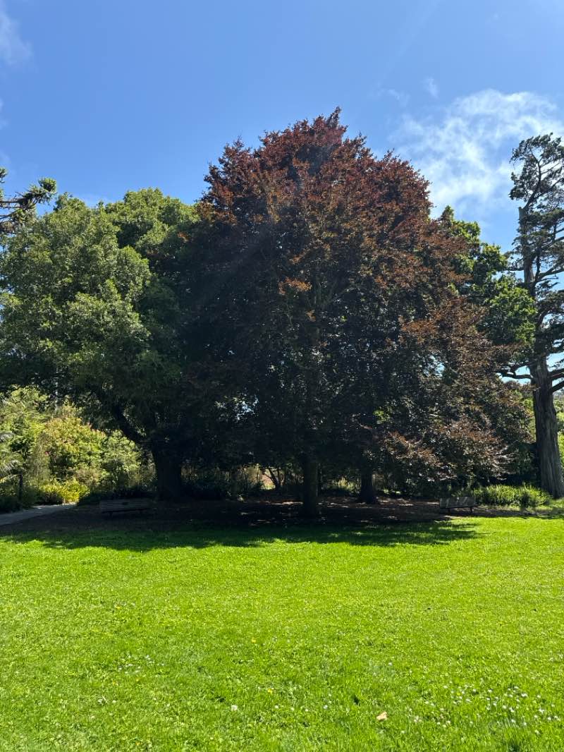 walking near me in Golden Gate Park in autumn