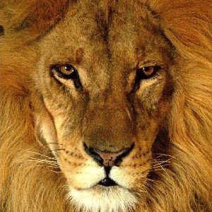 pepeberyl🇵🇱 profile