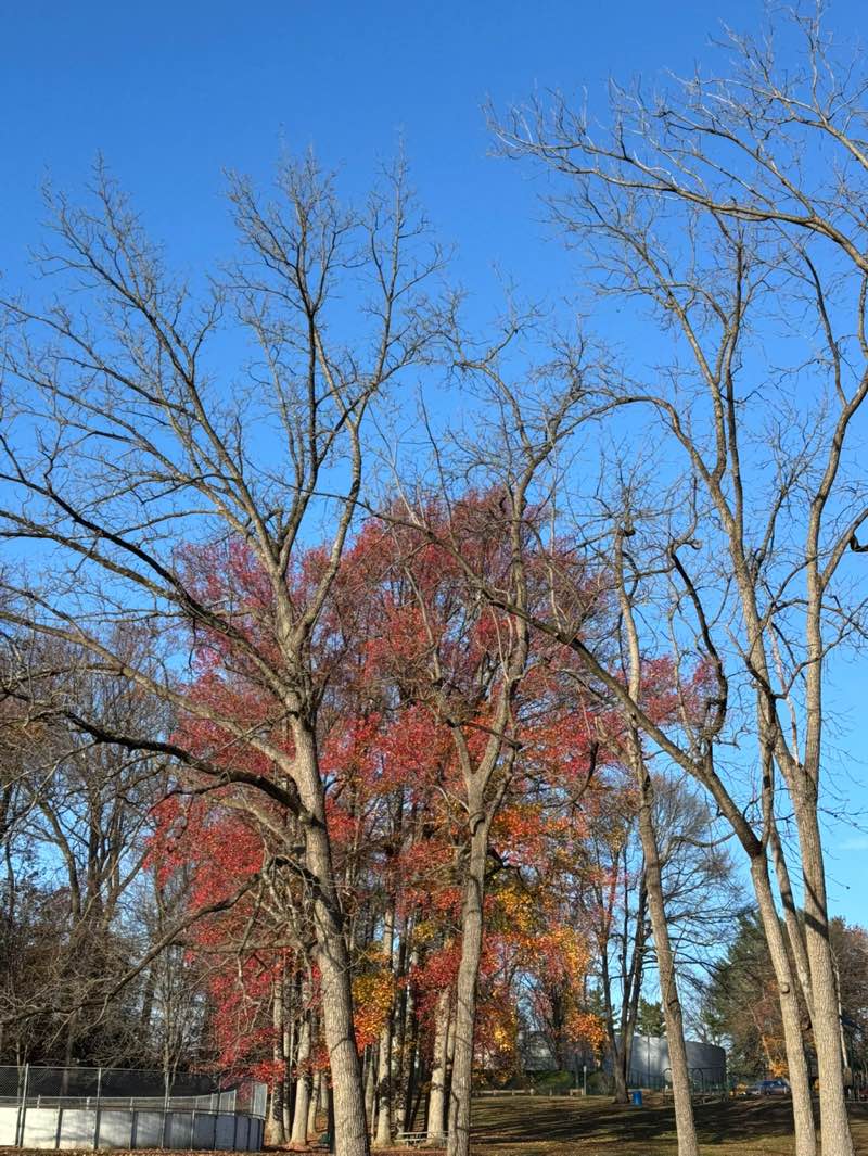 walking near me in Crowell Park in autumn