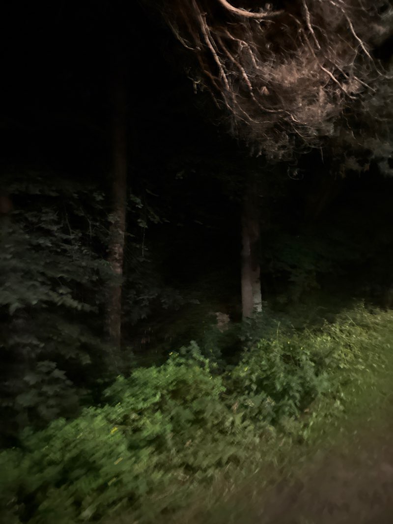 walking near me in Riga Zoo in autumn