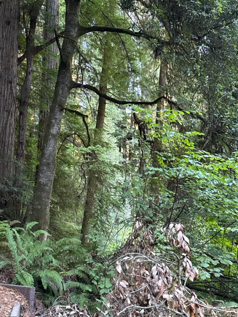 walking near me in Redwood National Park in autumn