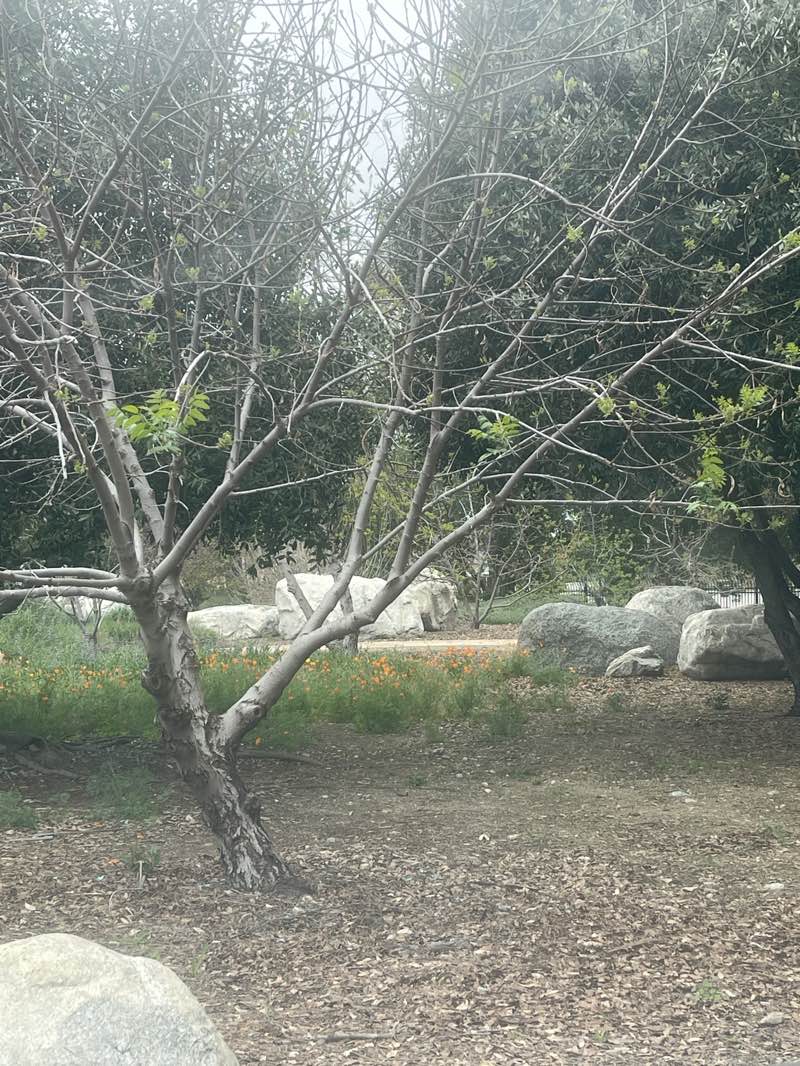 walking near me in Wilderness Basin Park in spring