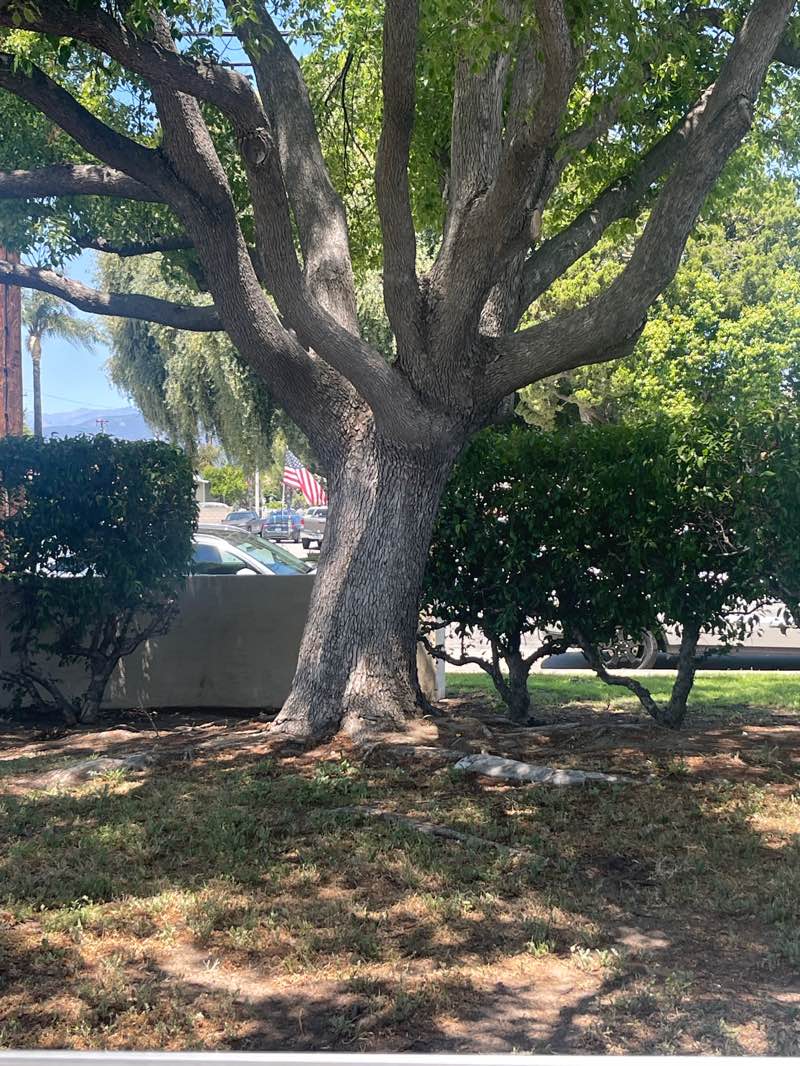 walking near me in Saratoga Park in spring