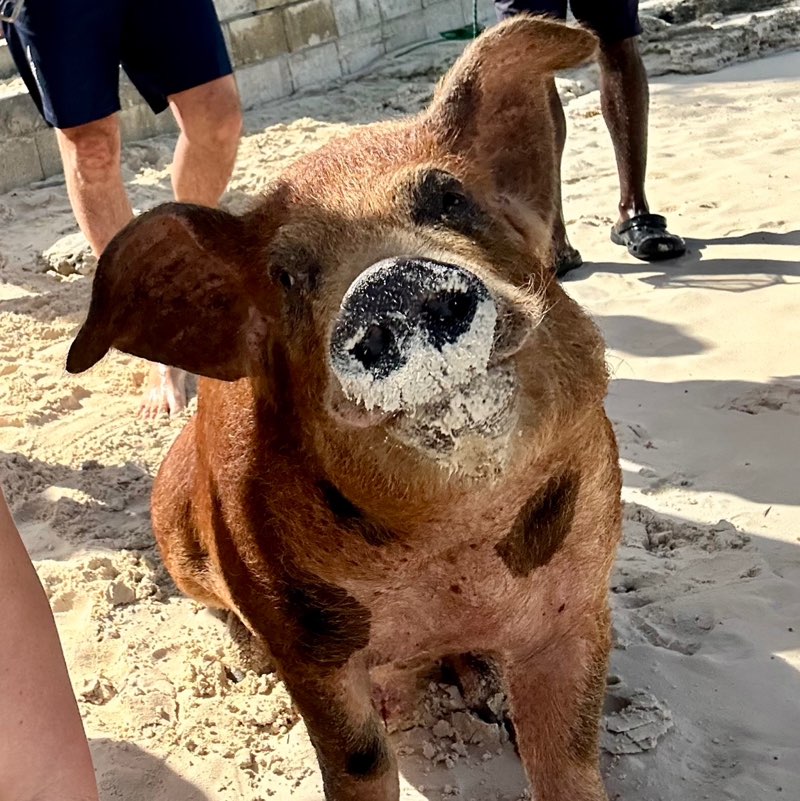 Jukian aka Steph icon