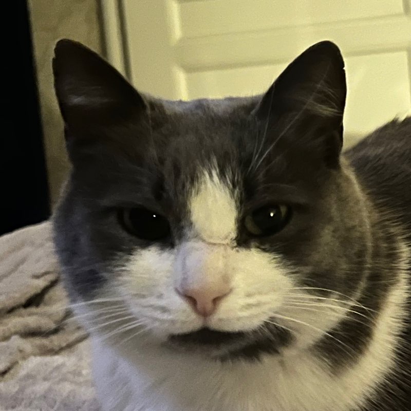 Foxsapiens profile