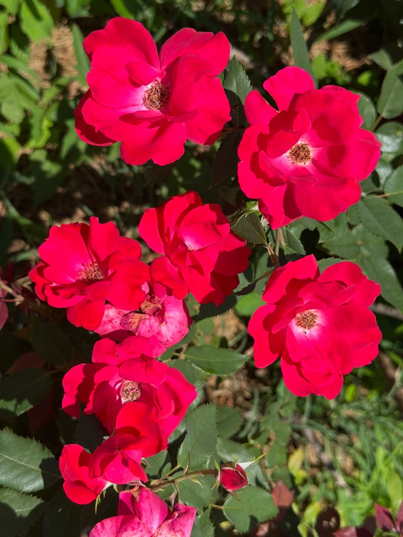 walking near me in Seventh Avenue Park in spring