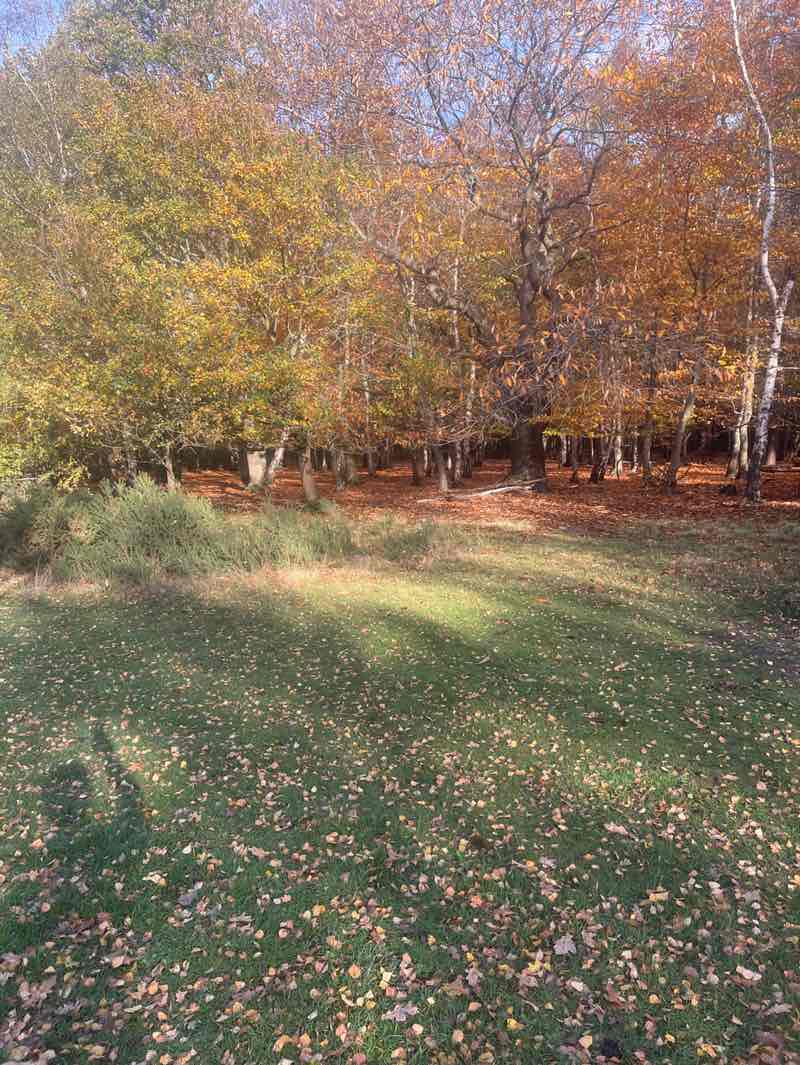 walking near me in Sutton Park in autumn