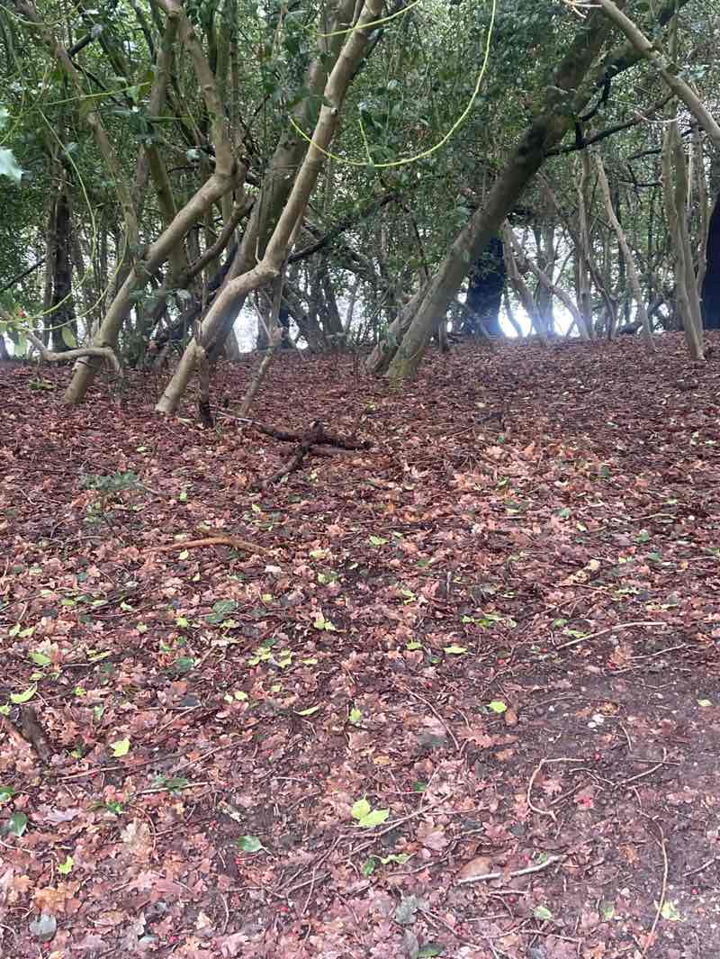 walking near me in Sutton Park in winter