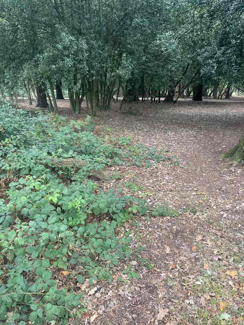 walking near me in Sutton Park in autumn