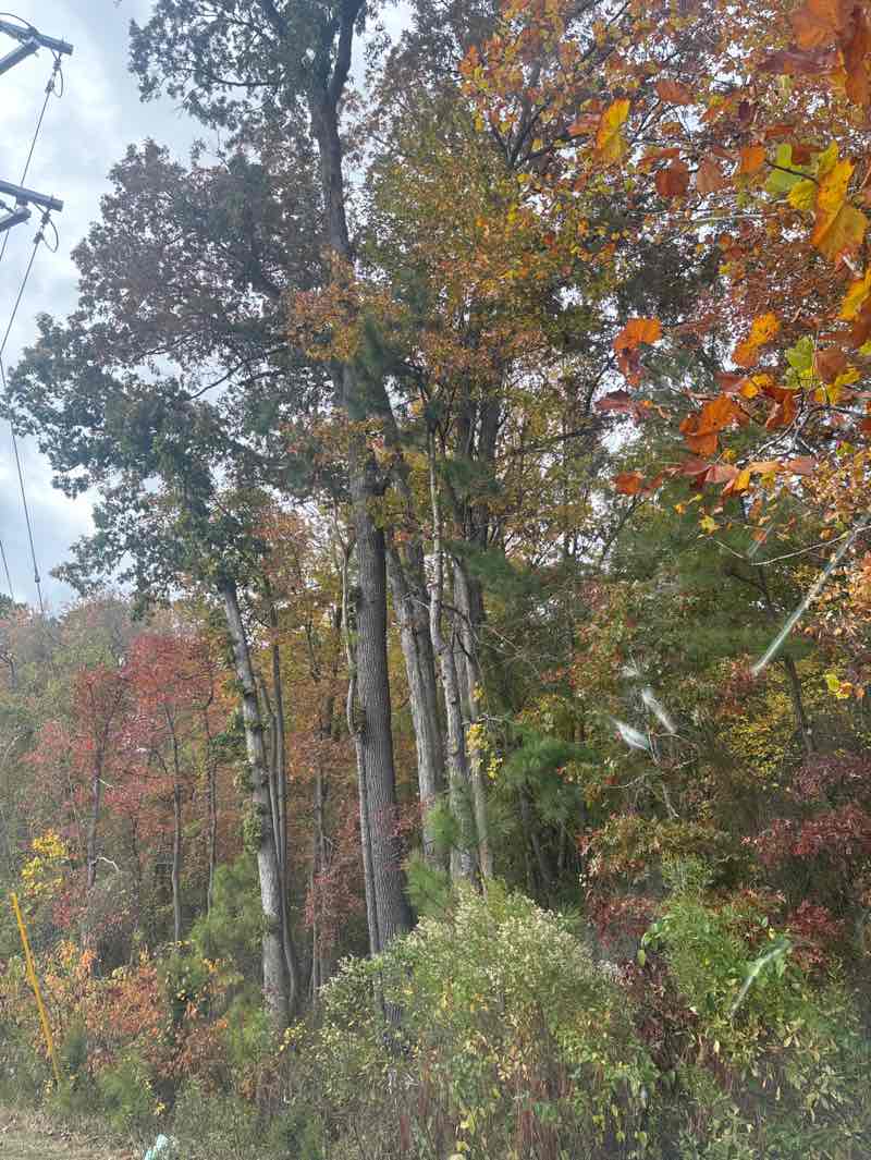 walking near me in Lewden-Green Park in autumn