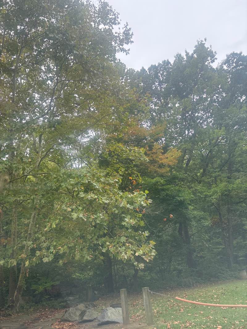 walking near me in Radnor Park in autumn