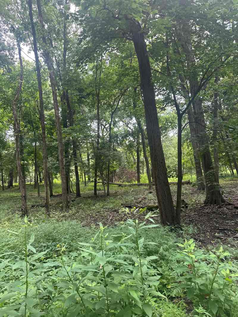walking near me in Bemis Woods North in autumn
