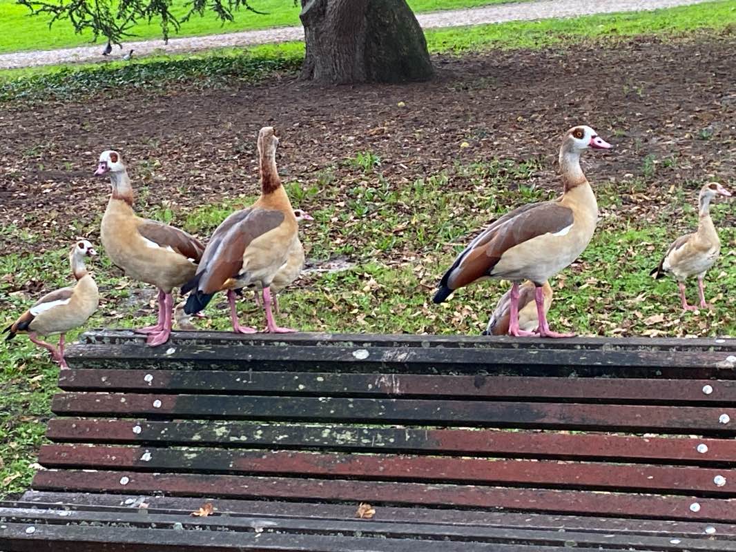 walking near me in Ligne Verte Le Bouscat - Bruges - Secteur 6 in autumn