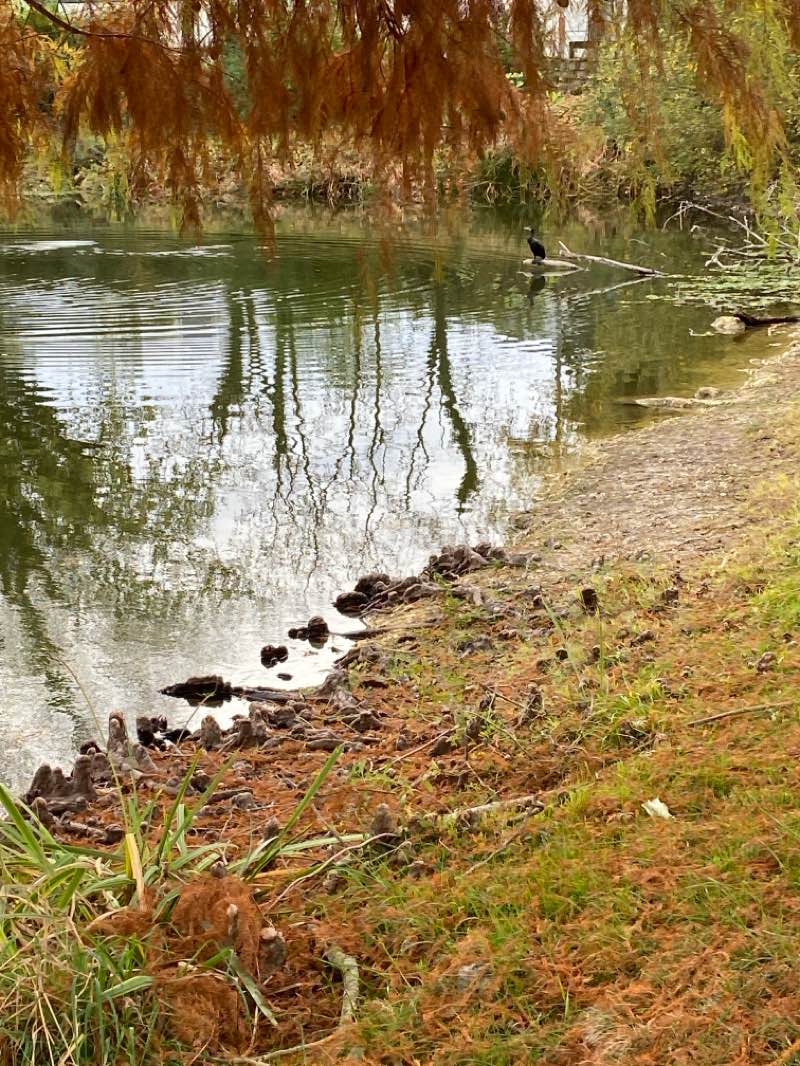 walking near me in Parc Ausone in autumn