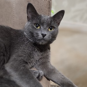 Светлана Греб icon