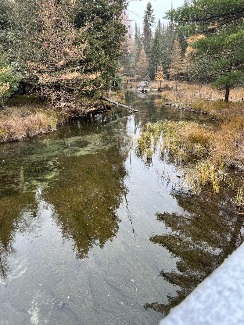 walking near me in Pere Marquette State Forest - Cadillac Unit in autumn