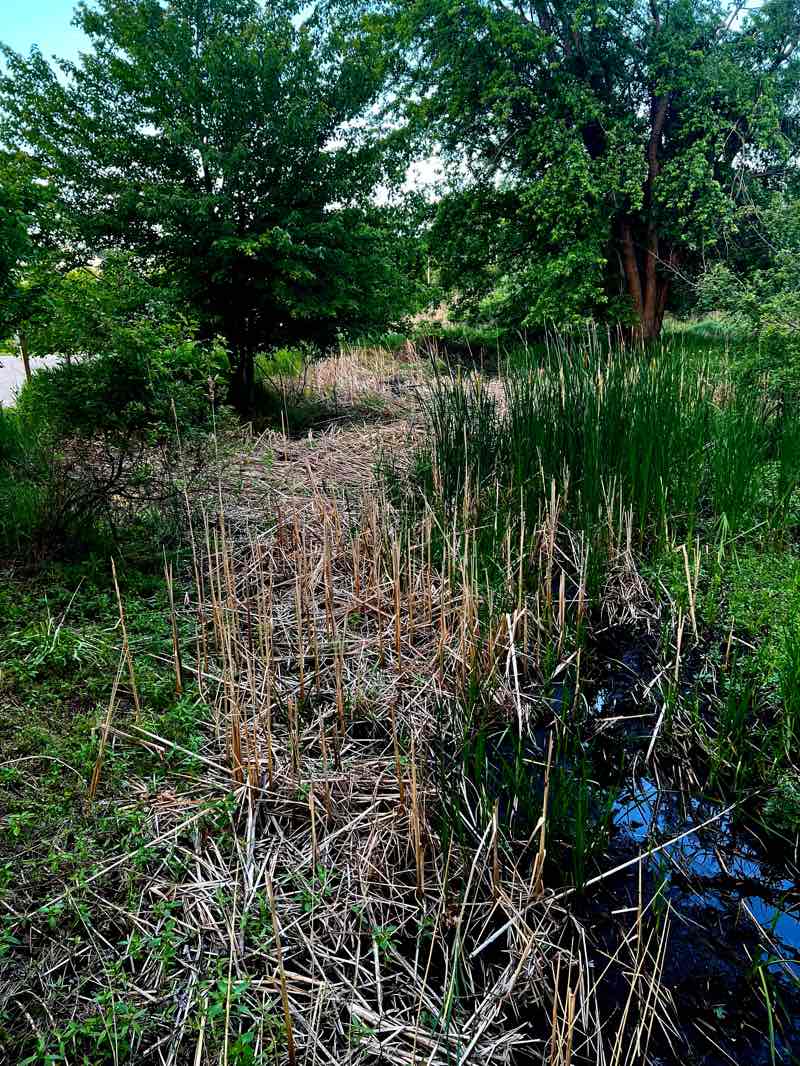 walking near me in Svensson Park in summer