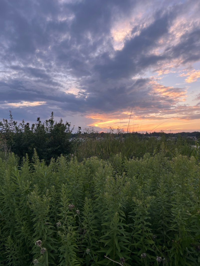 walking near me in Covell Park in autumn