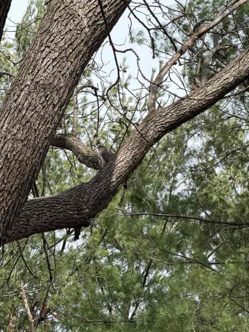 walking near me in Sportscore I - Veteran's Memorial in winter