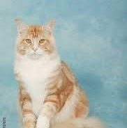 Réhémat.MOUHIDDINE 🌹 profile