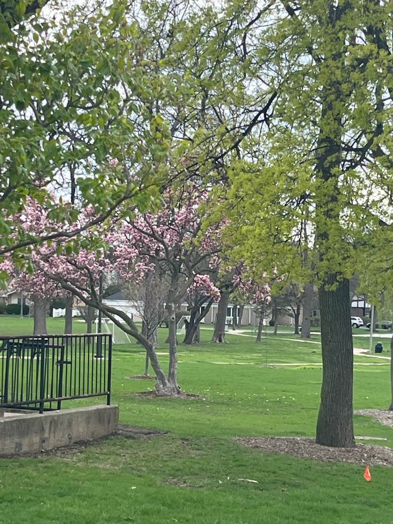 walking near me in Denning Park in spring