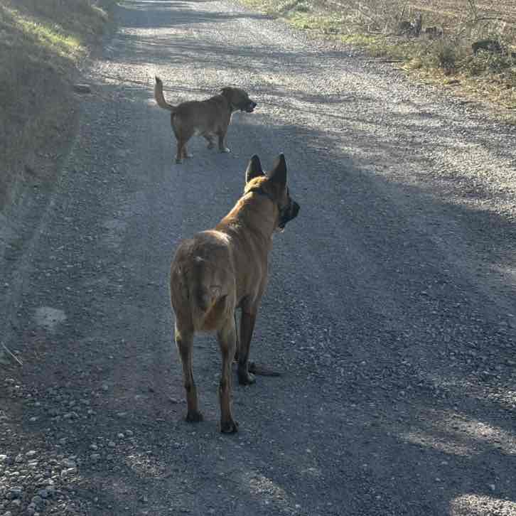 Los paseantes Antoni🇪🇸🇪🇸🏃‍♂️‍➡️🏃🏻‍♂️‍➡️🏃‍♂️‍➡️🏃🏻‍♂️‍➡️ post image