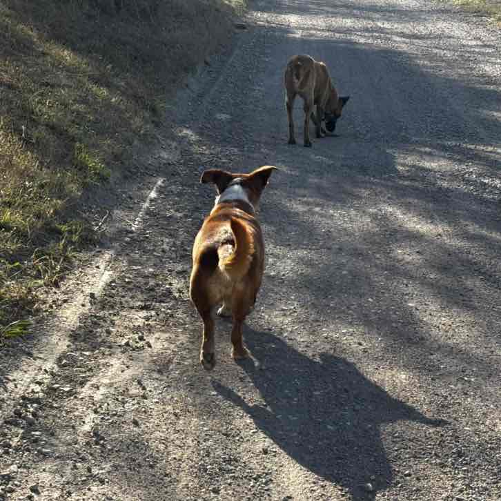 Los paseantes Antoni🇪🇸🇪🇸🏃‍♂️‍➡️🏃🏻‍♂️‍➡️🏃‍♂️‍➡️🏃🏻‍♂️‍➡️ post image