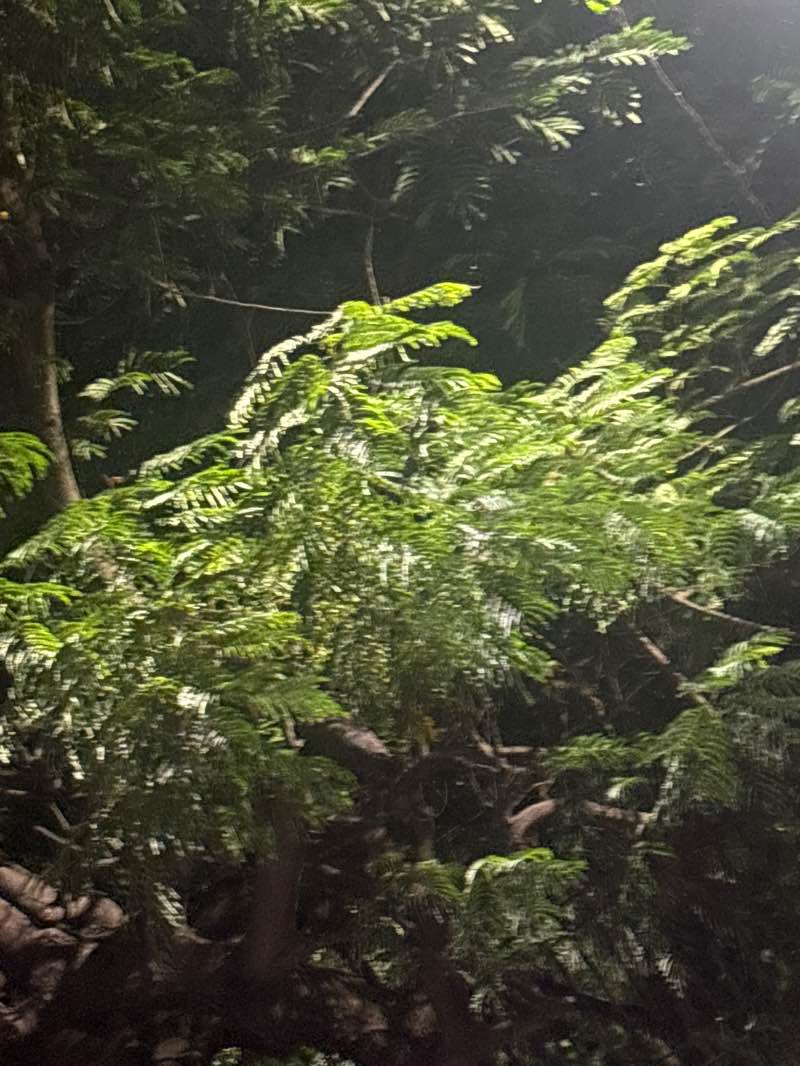 walking near me in Sundarayya Park in spring