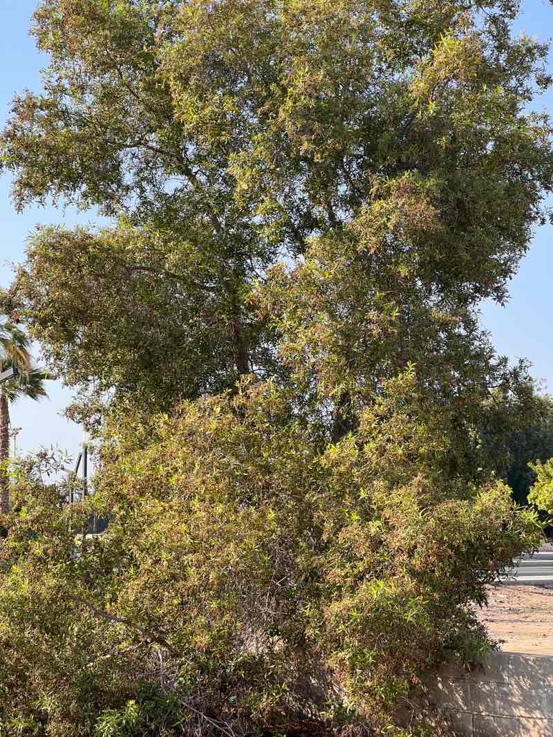 walking near me in Jeddah Outdoors Museum And Park in autumn