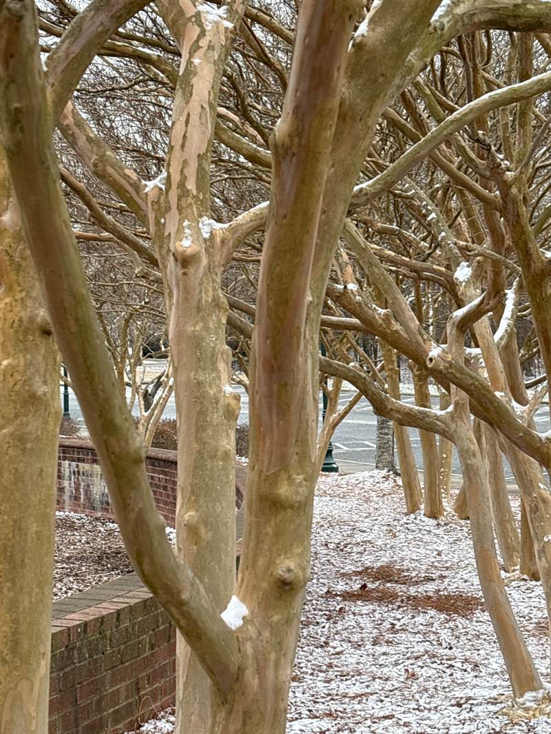 walking near me in Shallowford Square in winter