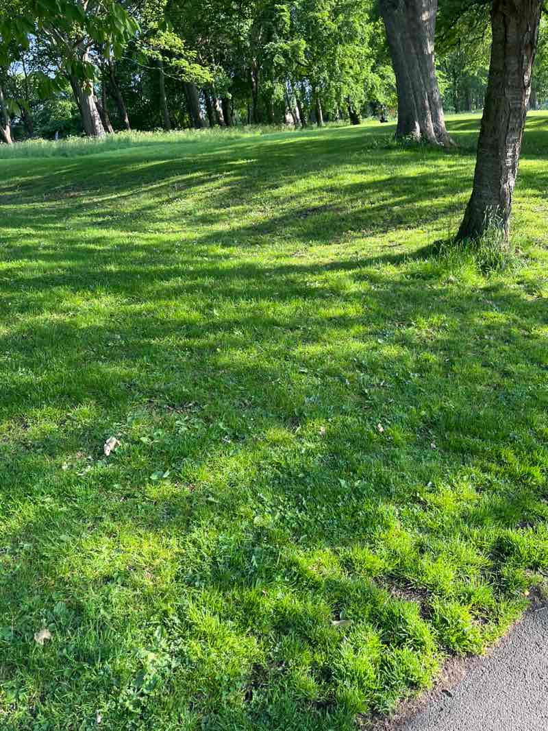 walking near me in Backhouse Park in summer