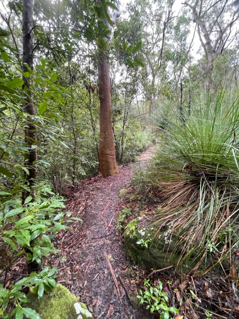 walking near me in Hornsby Park in winter