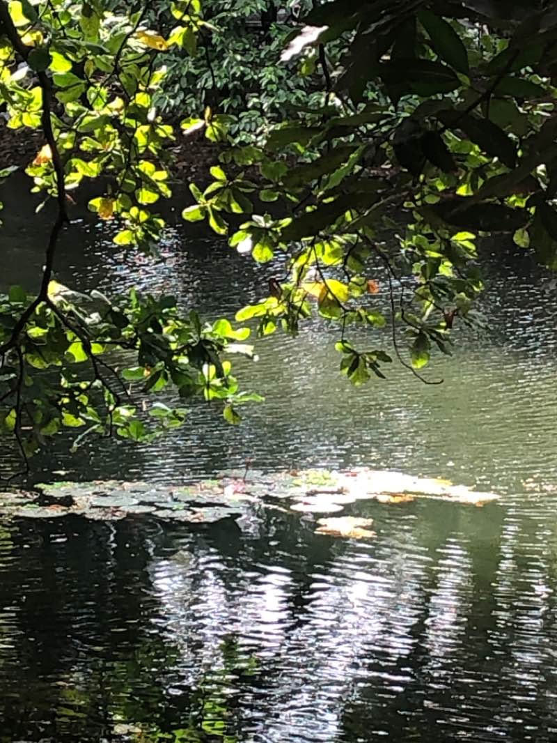 walking near me in Rabindra Sharobor in autumn