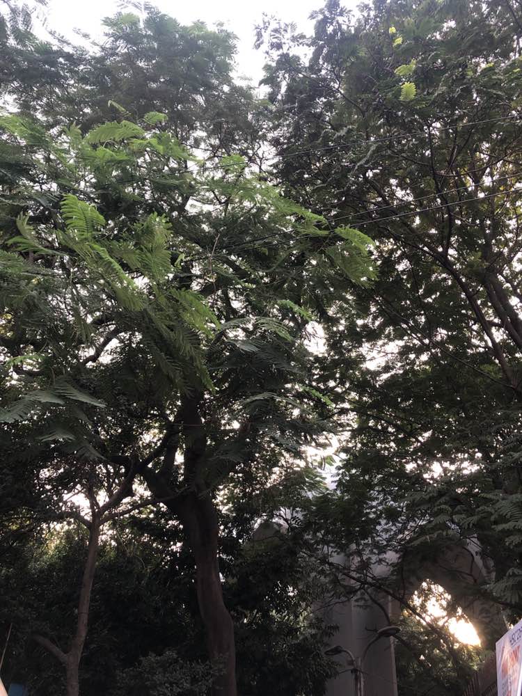 walking near me in Bahadur Shah Park ( Victoria Park) in autumn