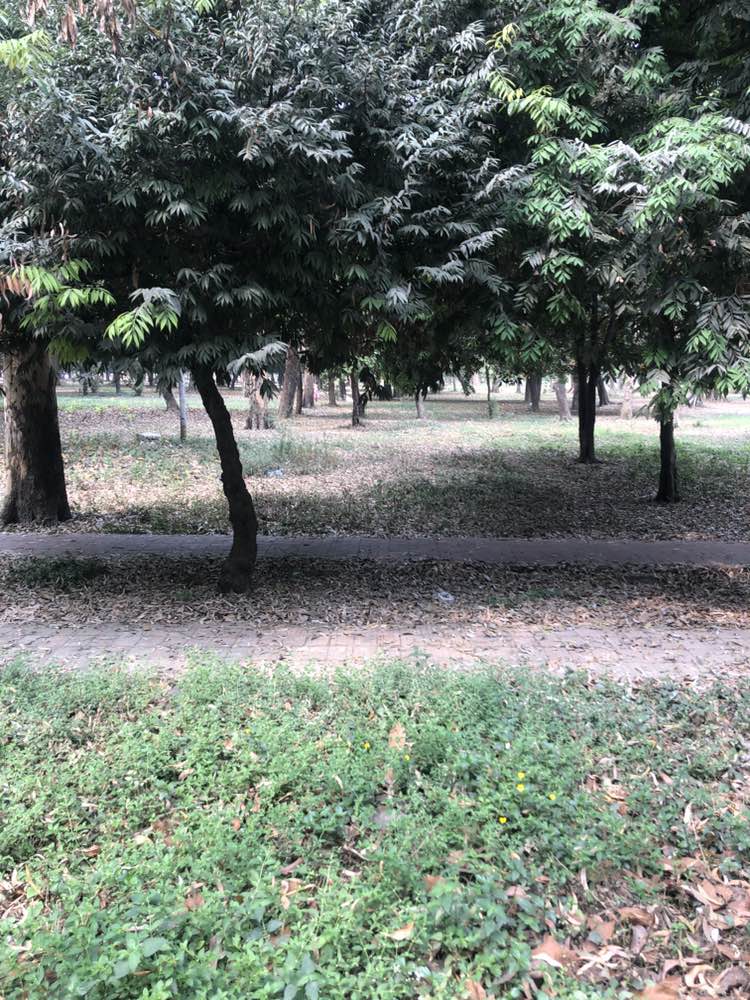 walking near me in Zia Uddan in spring