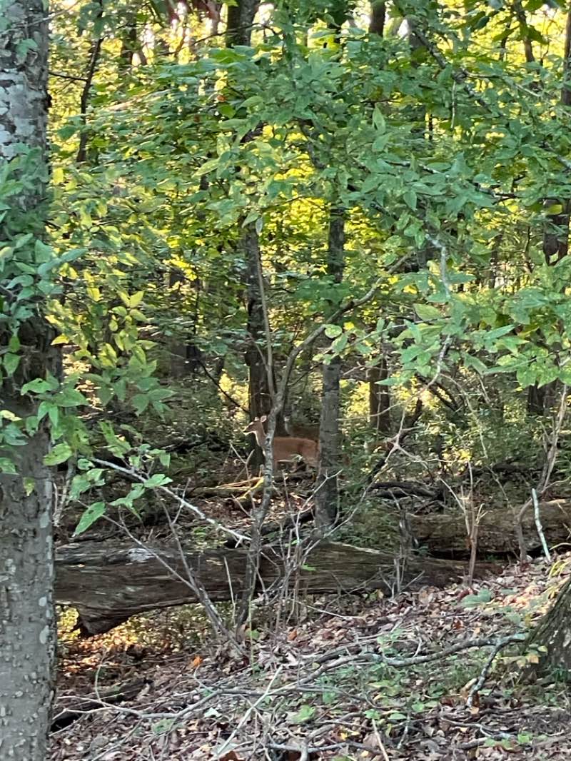 walking near me in Burns Park in autumn