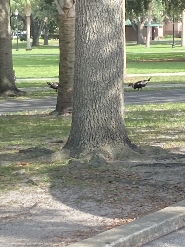 walking near me in Earl Brown Park in autumn