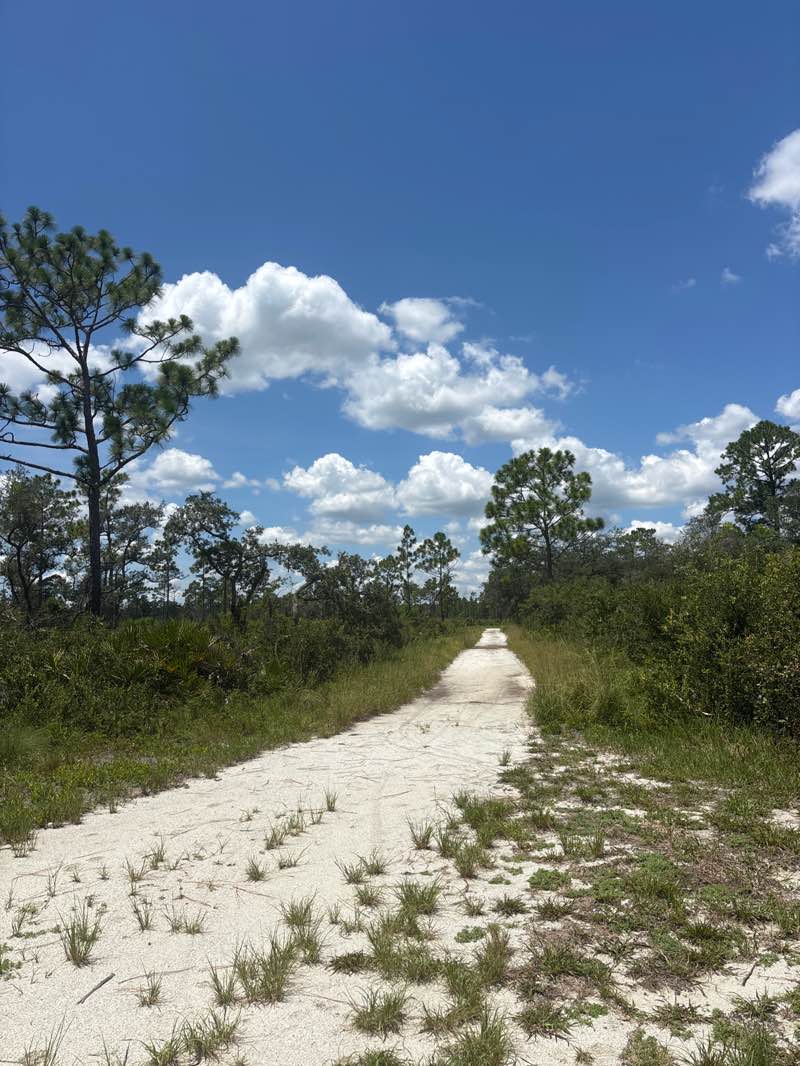 walking near me in Little Big Econ State Forest in autumn